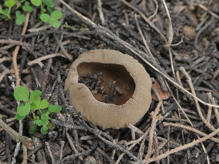 Helvella acetabulum